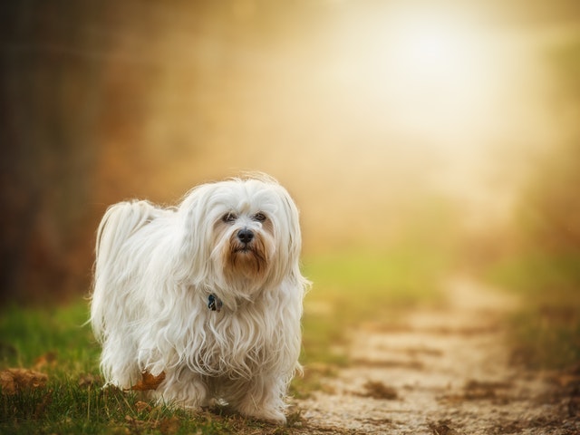 En liten vit hund