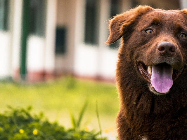 En stor brun hund utomhus